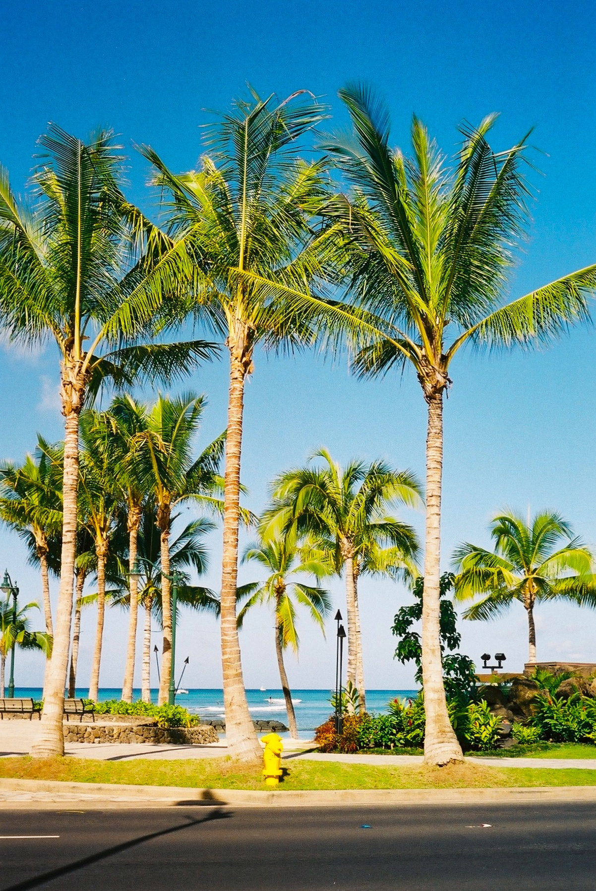 A stand of palm trees along Kalākaua Avenue, Waikiki.