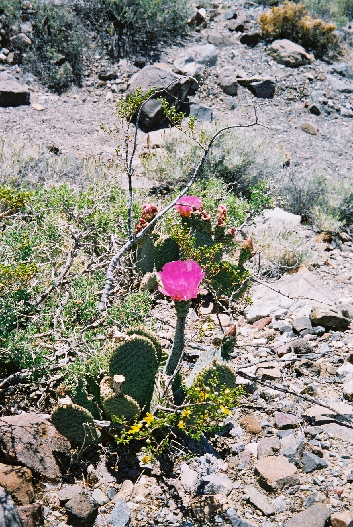 A Beavertail Cactus in pink bloom, Death Valley.